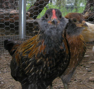 Araucana 3 - chicken Breeds | ქათმის ჯიშები | qatmis jishebi