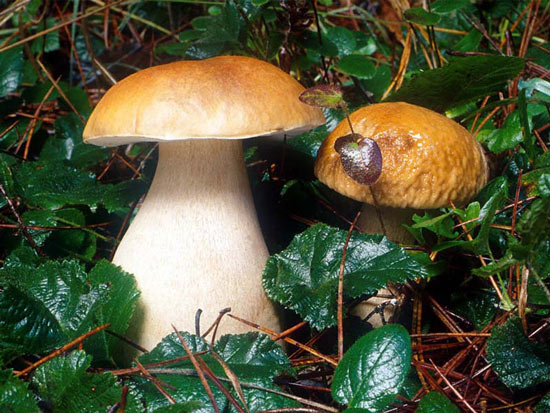 King Bolete: Boletus edulis - Fungi species | sokos jishebi | სოკოს ჯიშები