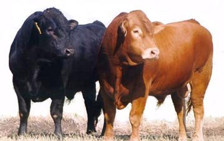 Limouisin - COW BREEDS | DZROXIS JISHEBI | ძროხის ჯიშები