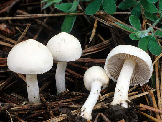 Inocybe geophylla var. geophylla - Mushroom Species Images