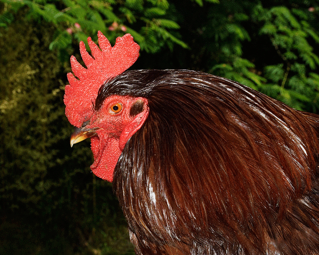 Rhode Island Red - chicken Breeds | ქათმის ჯიშები | qatmis jishebi