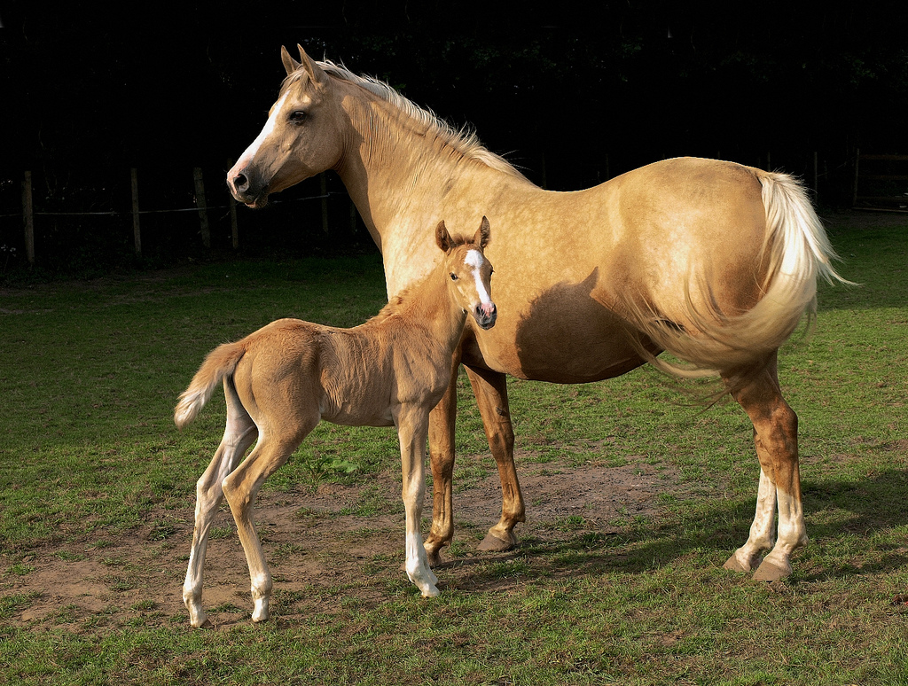 Alter-Real 1 - horse Breeds | ცხენის ჯიშები| cxenis jishebi