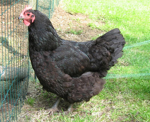 Australorp - chicken Breeds | ქათმის ჯიშები | qatmis jishebi