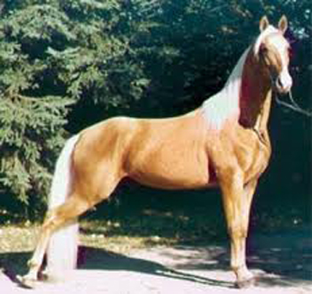 ცხენი American Walking Pony - ის სურათი