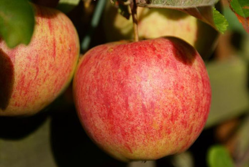 Elstar - Apple Varieties
