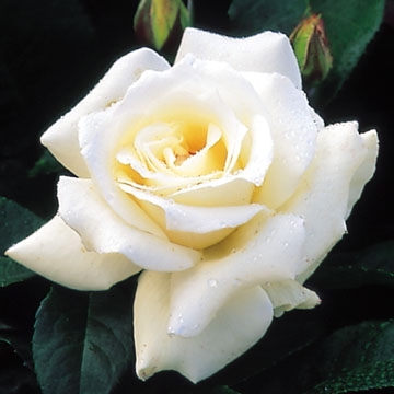 Pascali - Rose Varieties | VARDI | ვარდი                                                                                                                