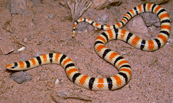WESTERN SHOVEL-NOSED SNAKE   <br />   Chionactis occipitalis - snake species | gveli | გველი