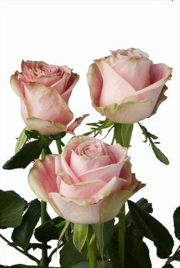 Fragrant Candy - Rose Varieties | VARDI | ვარდი                                                                                                                