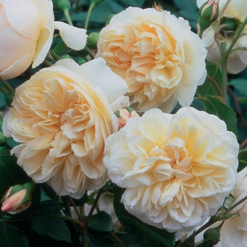 Lichfield Angel - Rose Varieties | VARDI | ვარდი                                                                                                                