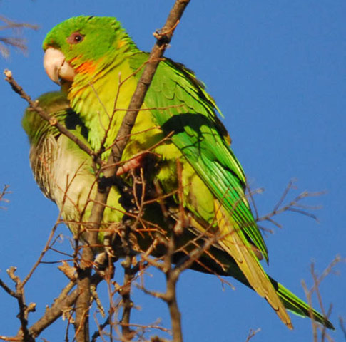 Green Parakeet - Bird Species | Frinvelis jishebi | ფრინველის ჯიშები