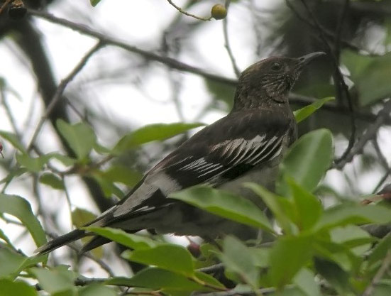 Aztec Thrush - Bird Species | Frinvelis jishebi | ფრინველის ჯიშები