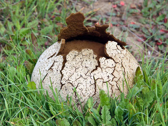 Calvatia pachyderma - Fungi species | sokos jishebi | სოკოს ჯიშები
