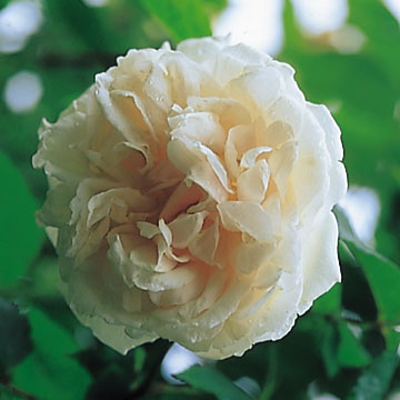 Mme Alfred Carrière - Rose Varieties | VARDI | ვარდი                                                                                                                