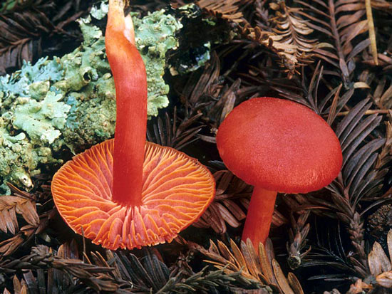 Hygrocybe coccinea - Mushroom Species Images