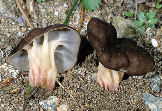 Pseudorhizina californica  Psilocybe - Mushroom Species Images