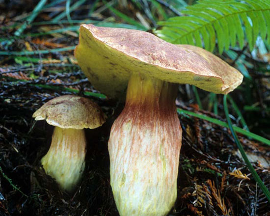 Boletus smithii - Mushroom Species Images