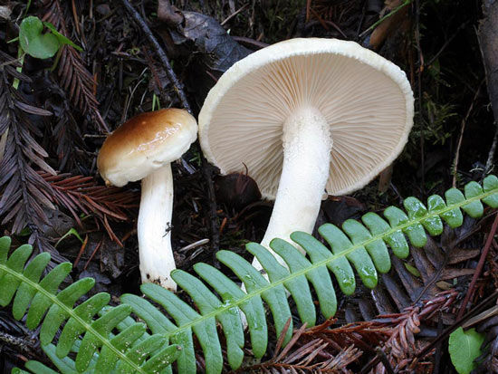 Hygrophorus bakerensis - Mushroom Species Images