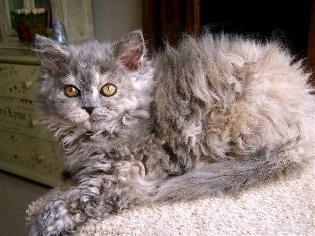 Selkirk Rex 2 - cat Breeds | კატის ჯიშები | katis jishebi