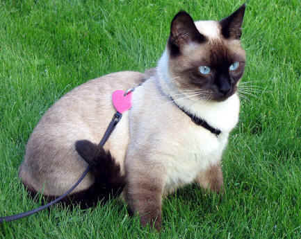 Siamese - cat Breeds | კატის ჯიშები | katis jishebi