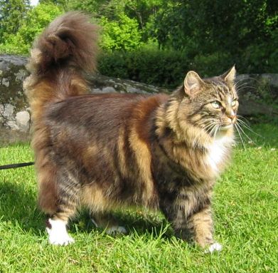 Norwegian Forest Cat 3 - cat Breeds | კატის ჯიშები | katis jishebi
