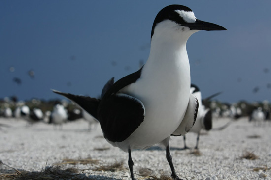 Sooty Tern - Bird Species | Frinvelis jishebi | ფრინველის ჯიშები