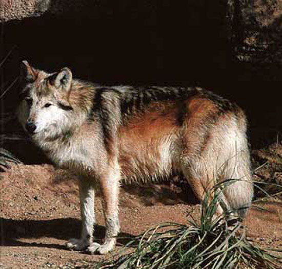 The Texas Gray Wolf - wolf species | mglis jishebi | მგლის ჯიშები