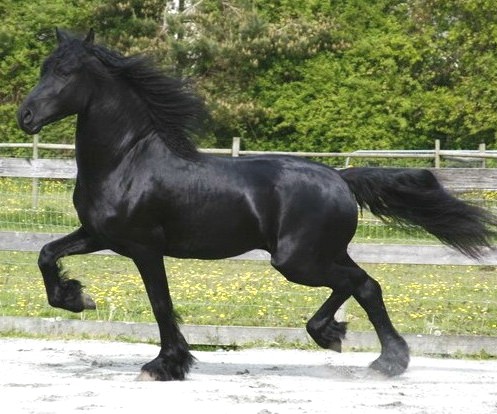 Friesian 1 - horse Breeds | ცხენის ჯიშები| cxenis jishebi
