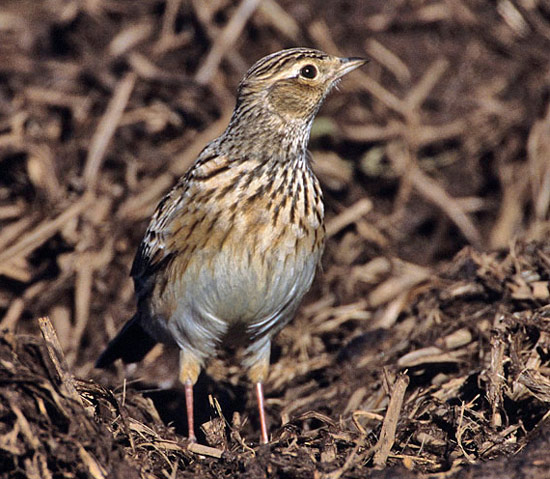 Sky Lark - Bird Species | Frinvelis jishebi | ფრინველის ჯიშები