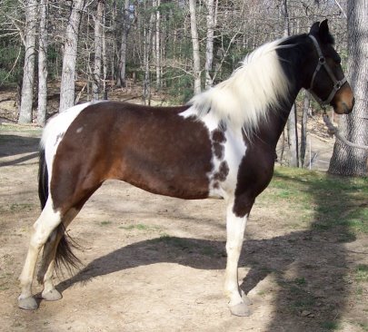 Racking Horse 1 - horse Breeds | ცხენის ჯიშები| cxenis jishebi
