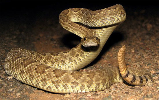 Crotalus scutulatus scutulatus - Northern Mohave Rattlesnake - snake species | gveli | გველი