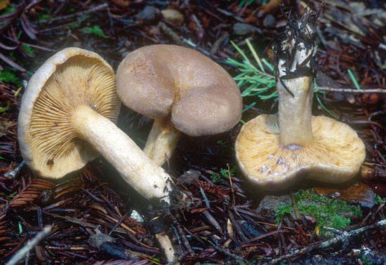 Lactarius pallescens - Fungi species | sokos jishebi | სოკოს ჯიშები