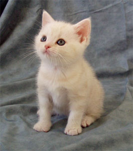 American Wirehair 2 - cat Breeds | კატის ჯიშები | katis jishebi