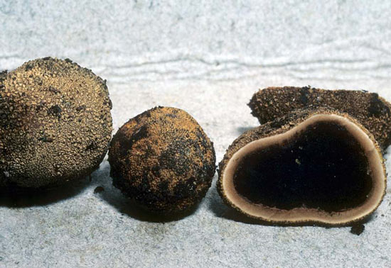 Elaphomyces granulatus - Fungi species | sokos jishebi | სოკოს ჯიშები