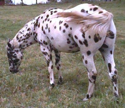 Pony 1 - horse Breeds | ცხენის ჯიშები| cxenis jishebi