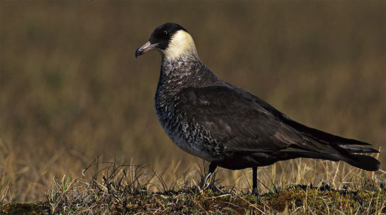 Pomarine Jaeger  - Bird Species | Frinvelis jishebi | ფრინველის ჯიშები