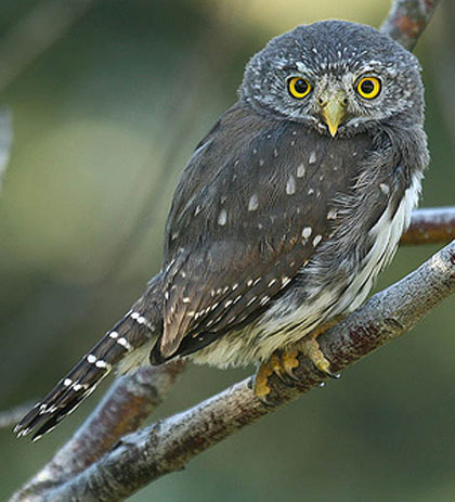 Northern Pygmy-Owl - Bird Species | Frinvelis jishebi | ფრინველის ჯიშები