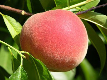 Blazingsta - Peach Varieties