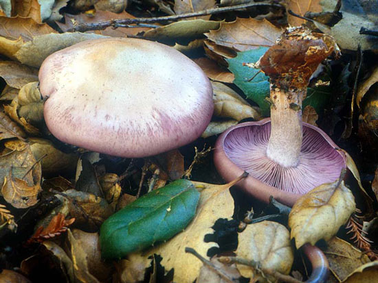 Lepista nuda: Clitocybe nuda - Mushroom Species Images