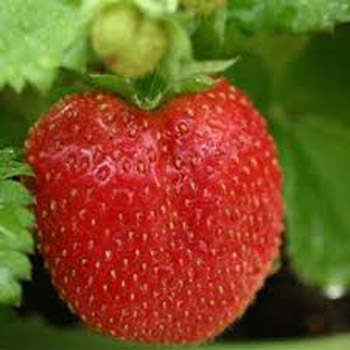 Chelsea Pensioner - Strawberry Varieties