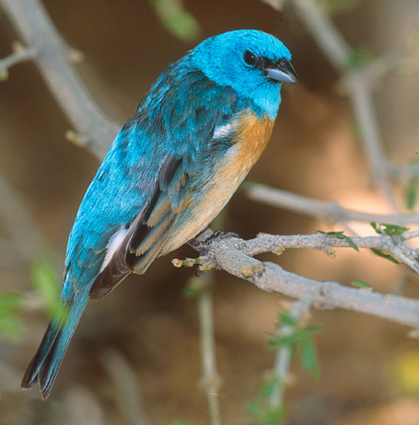 Lazuli Bunting - Bird Species | Frinvelis jishebi | ფრინველის ჯიშები