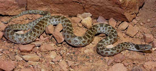 CHIHUAHUAN NIGHTSNAKE  Hypsiglena jani - snake species | gveli | გველი
