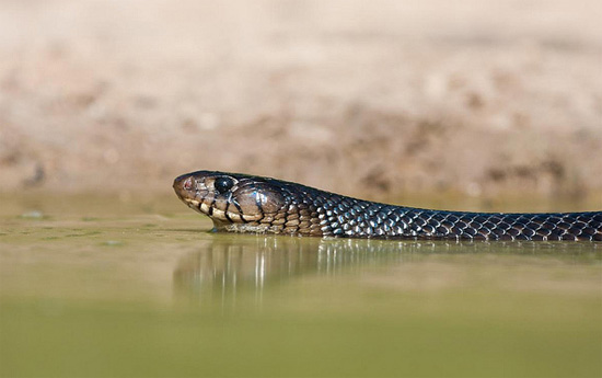 Drymarchon melanurus erebennus - Texas Indigo Snake - snake species | gveli | გველი