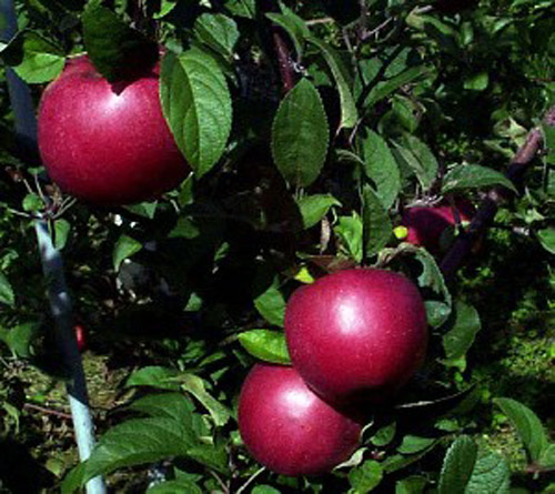 Hampshire Mac - Apple Varieties