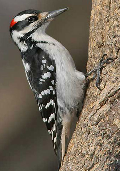 Hairy Woodpecker - Bird Species | Frinvelis jishebi | ფრინველის ჯიშები