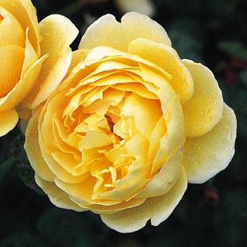 Charlotte, Standard  - Rose Varieties | VARDI | ვარდი                                                                                                                