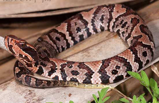 Agkistrodon piscivorus conanti - Florida Cottonmouth - snake species | gveli | გველი