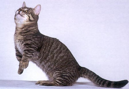 კატა Munchkin - ის სურათი