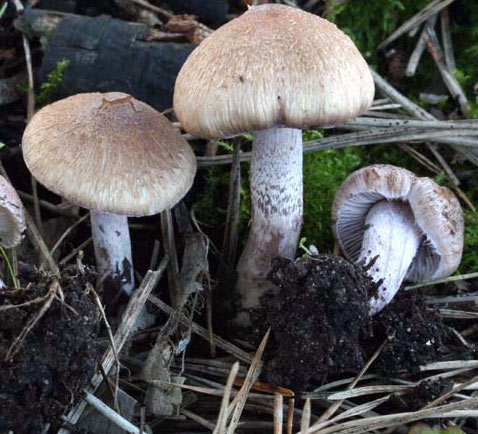 Inocybe griseolilacina - Mushroom Species Images