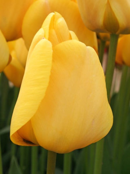 Golden Apeldoorn -                                                         Species Tulip| TITA | ტიტა                                                        