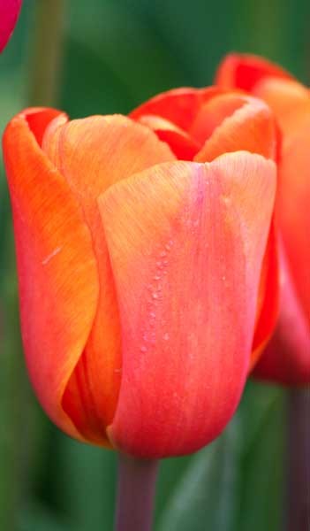 Annie Schilder -                                                         Species Tulip| TITA | ტიტა                                                        